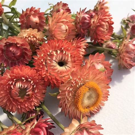 Apricot Strawflower Seeds Crisp Papery Sturdy Petals Perfect For Dry