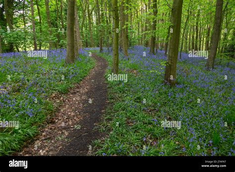 Bluebells In Ancient Woodland Of Gillfield Wood Totley Sheffield