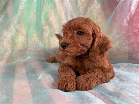 The golden retrievers we breed are our pets and roam our farm freely. Goldendoodle Puppy, Miniature Dark Red F1B, Iowa Minnesota ...