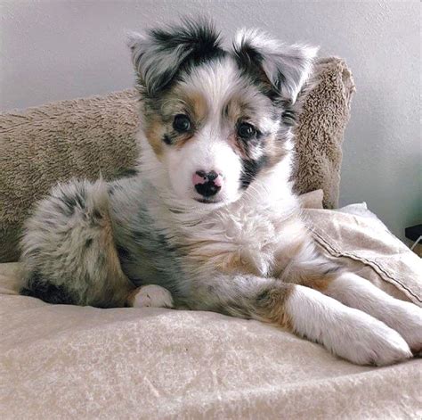 Adorable Blue Merle Australian Shepherd Puppy Hundehvalp Nuttede