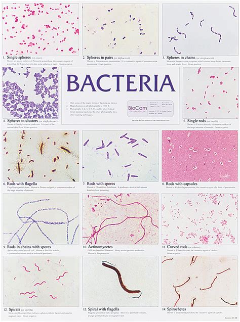 Bacterial Morphology Chart