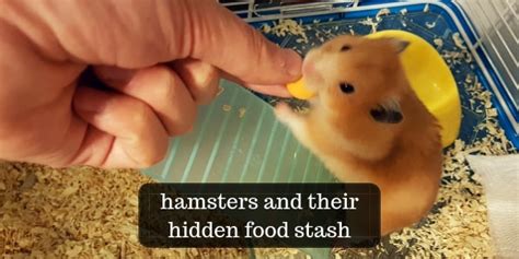 4 Reasons Your Hamster Is Trying To Escape And What To Do