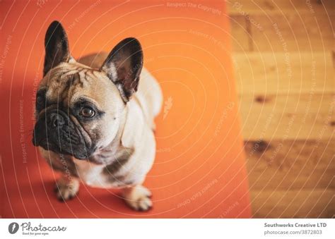 French Bulldog Puppy Sitting On Yoga Mat Shot Above With Copy Space