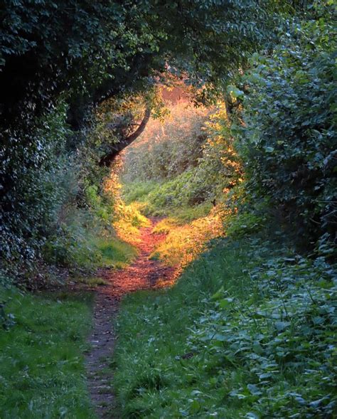 Beautiful Forest Path In England Rmostbeautiful