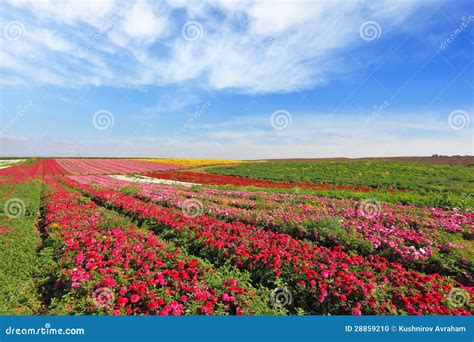 Vast Fields Of Red Flowers Ranunculus Stock Photo Image Of Horizon