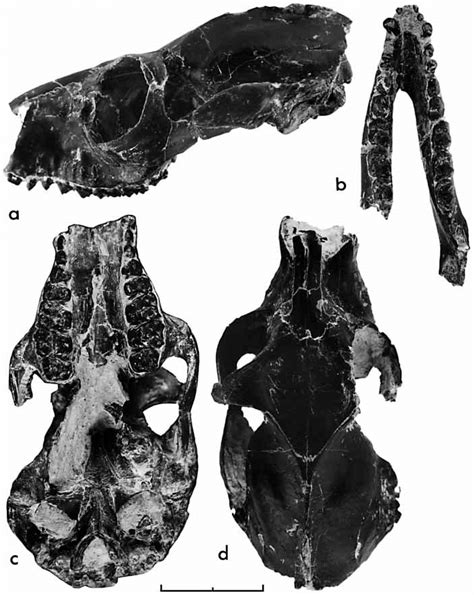 Well Preserved Skull And Associated Mandible Of Notharctus Tenebrosus