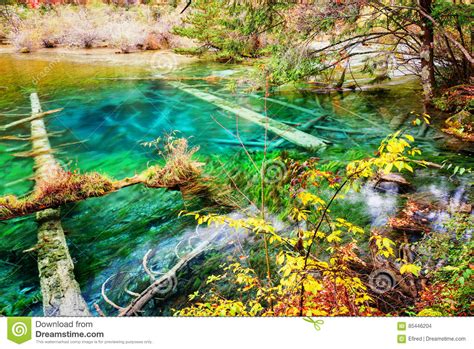 Amazing Azure Lake With Submerged Tree Trunks In Autumn Forest Stock