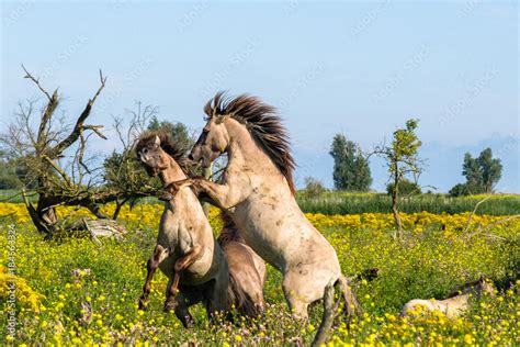 Fighting Konik Horses Stock Photo Adobe Stock