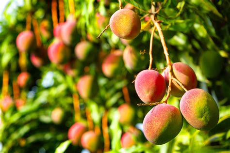 Types Of Mangoes The Best Varieties Fine Dining Lovers