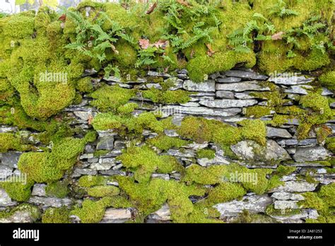 Moss Covered Dry Stone Walll Stock Photo Alamy