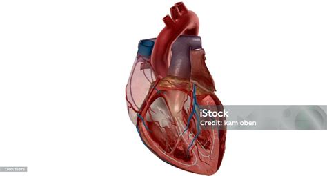 Ihr Herz Ist Das Hauptorgan Ihres Herzkreislaufsystems Und Pumpt Blut