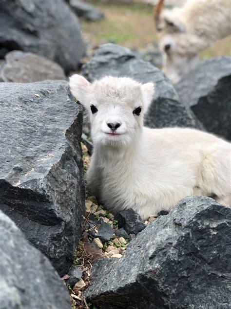 Cuteness Overload Como Welcomes Second Baby Dalls Sheep In 5 Days