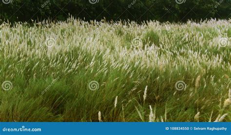 A Scrub Of Reed Green Natural Landscape Stock Photo Image Of Foliage