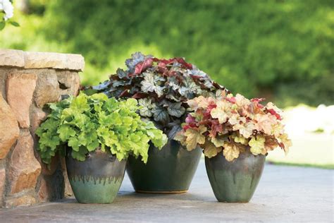 Shade Loving Container Plants Hgtv