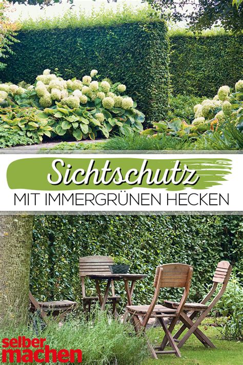 Wann sollte man eine hecke pflanzen? Sichtschutz mit Hecken | Hecke, Gartengestaltung, Hecke ...