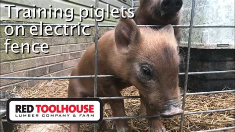 Ep128 How We Train Our Pigs To Electric Fence Youtube
