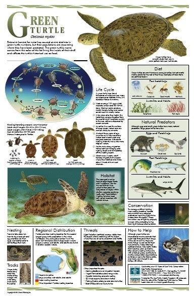 Free Set Of Printed And Physical Sea Turtle Conservation Posters
