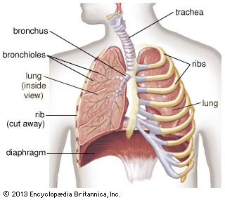 The anatomy of the ribs. thoracic cavity | anatomy | Britannica.com
