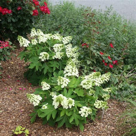 Munchkin Oakleaf Hydrangea