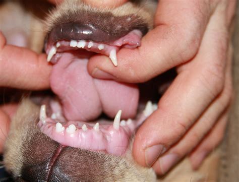 Goodbye puppy teeth! | Finley began losing his puppy teeth o? | Flickr - Photo Sharing!