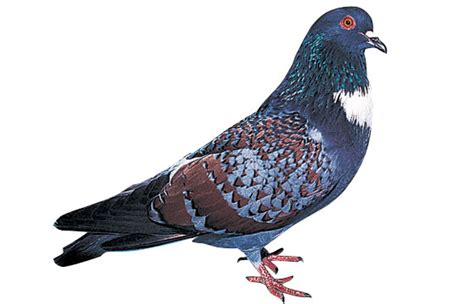 Pigeon Cauchois La Ferme De Beaumont Les Pigeons