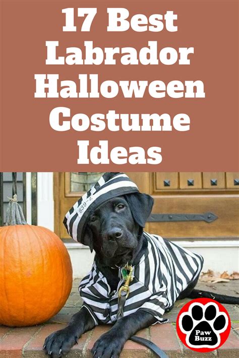 17 Best Labrador Halloween Costume Ideas Dog Costumes Halloween Large