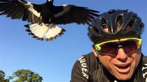 Magpie Swooping Season Is Here And Youll Want To Avoid These Spots