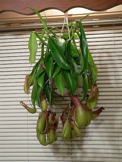 Pitcher plants compensate by obtaining these nutrients from the creatures they consume, including insects, spiders, and the. Prodigious How to make a vertical garden wall hanging pot ...