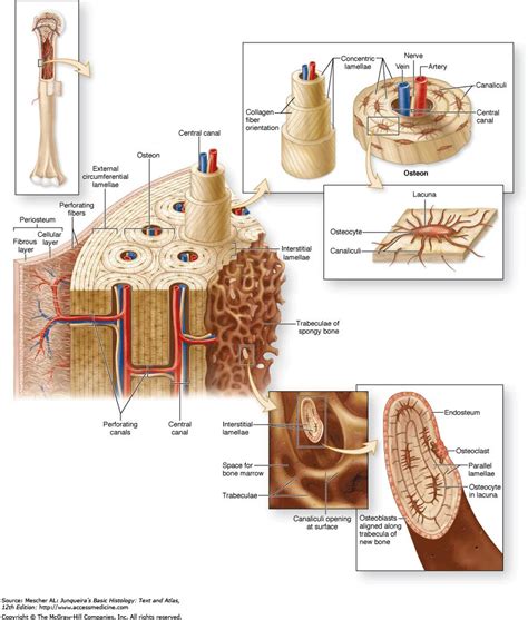 Compact bone consists of outer and inner sheets of lamellar bone (not seen here) and haversian systems, shown here, that run parallel to the long axis of bones. Compact Bone Diagram . Compact Bone Diagram Copyright The Mcgraw Hill Companies Chapter 8 Bone ...