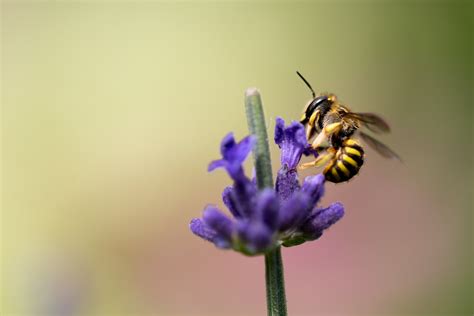 Images Gratuites La Nature Fleur La Photographie Pétale Pollen