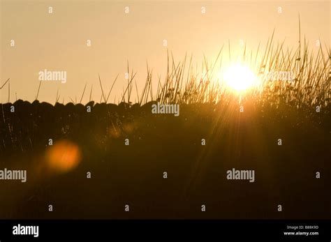 Evening Sun Flaring Through Grasses Stock Photo Alamy