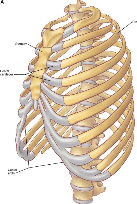 The ribs are a set of twelve paired bones which form the protective 'cage' of the thorax. Figure 1 from The anatomy of the ribs and the sternum and ...
