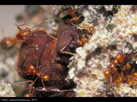 Ecolibrary Display Leaf Cutter Ant Queen