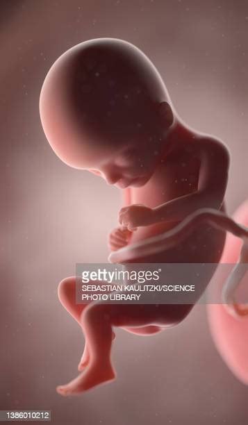 17 Week Foetus Photos And Premium High Res Pictures Getty Images