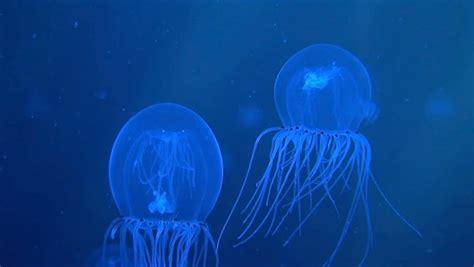 Bell Jellyfish Polyorchis Spp Stock Footage Video 100 Royalty Free