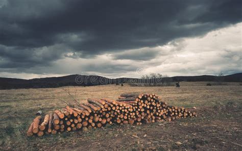 Wood Pile On The Edge Of Forest Stock Photo Image Of Logs Bark 48816652