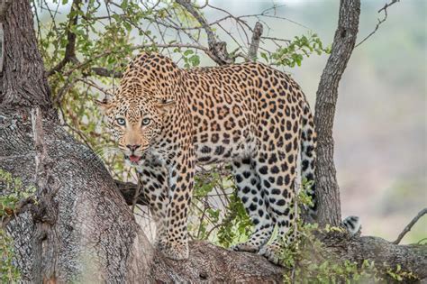 Leopard In A Tree Stock Photo Image Of Nature Kruger 68426866