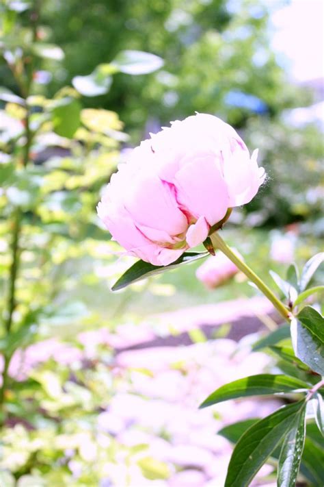 Tips And Tricks For The Best Peonies The Tattered Pew Planting
