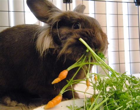 Problems arise when rabbit owners allow their pet to eat large amounts of radish in lieu of hay. Can rabbits eat carrot leaves?