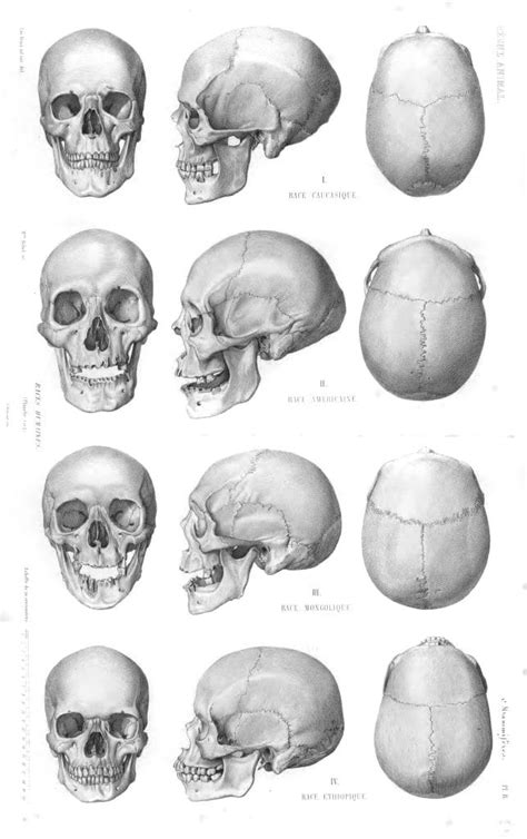 Vintage Illustrations Of Human Skulls Free Vintage Illustrations