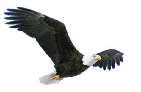 Soaring Eagle Png 10 Free Cliparts Download Images On Clipground 2024