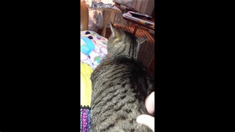 Cat Makes Funny Face When Scratched Youtube