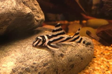 15 Types Of Plecos You Should Consider For Your Tank