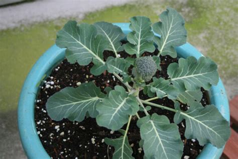 How To Grow Broccoli In Pots How To Farming