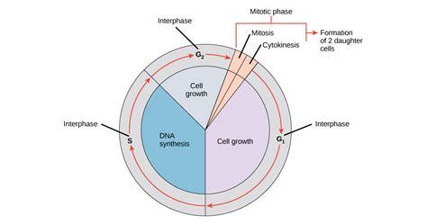 The Cell Cycle Interphase And Mitosis A Level Biology