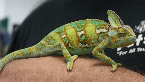 Chameleons as pets are not for everyone! Yemen Chameleon | wildbook