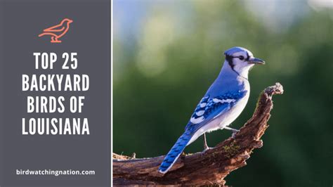 Top 25 Exciting Backyard Birds Of Louisiana You Expect To See In Your