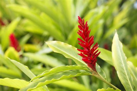 What is ginger in hawaiian? Hawaiian Ginger - Fresh Tropical Flowers