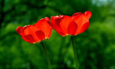 Online Crop Focus Photography Of Two Red Petaled Flowers Hd Wallpaper