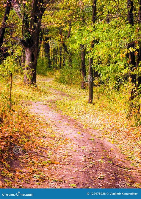 Autumnal Forest Road Stock Photo Image Of Vertical 127978928